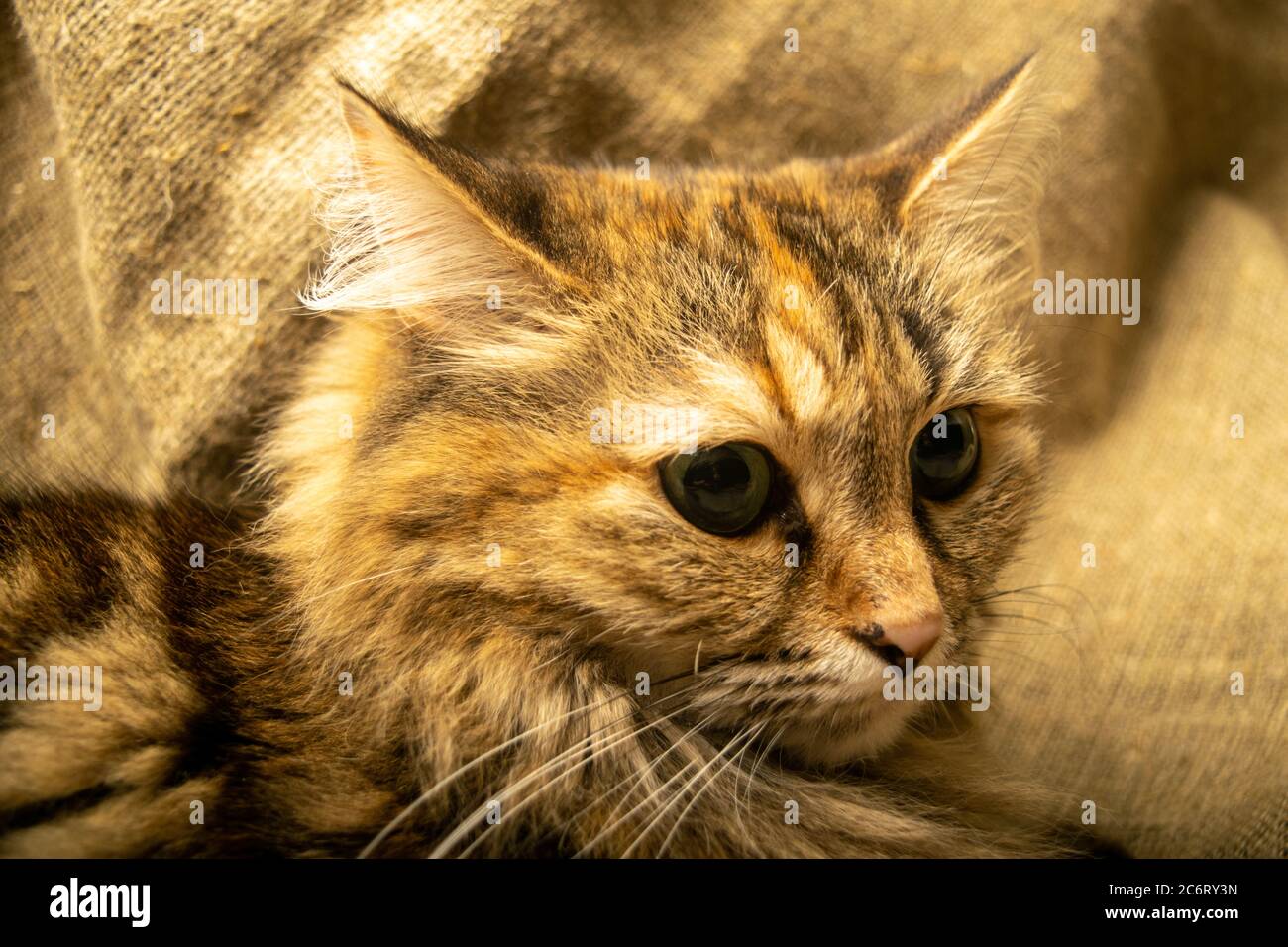 Ritratto di un gatto tabby primo piano. Un animale domestico è uno dei preferiti della famiglia Foto Stock