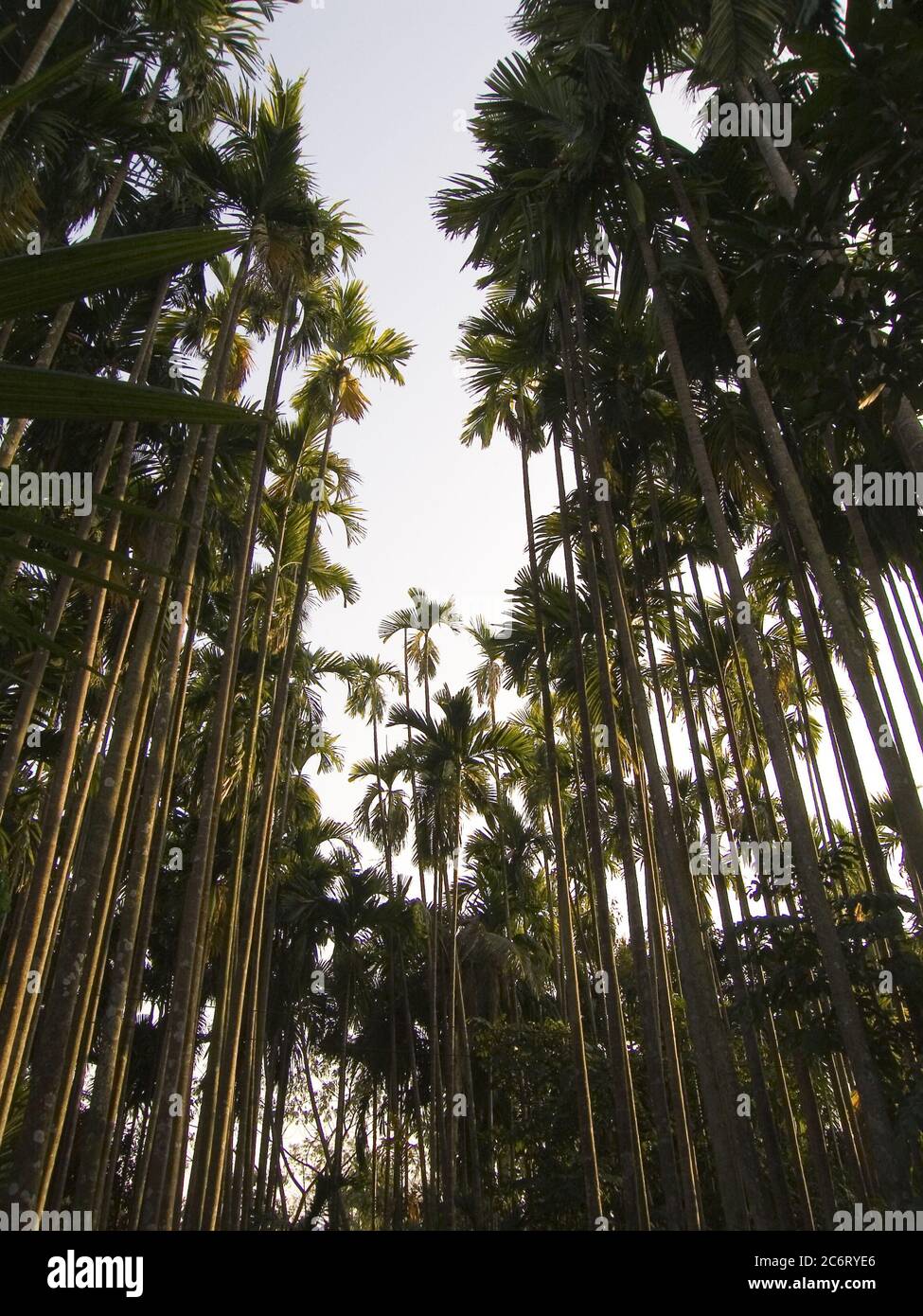 Areca Catechu, conosciuto comunemente come palma di Betel o albero di noce di Betel o Pinang è una specie di palma che cresce in gran parte del Pacifico tropicale, Asia, e parti dell'Africa orientale. E' un albero di medie dimensioni che cresce a 20 m di altezza, con un tronco di 20-30 cm di diametro. Le foglie sono lunghe 1.5-2 m, pinnate, con numerosi foglietti affollati. Foto Stock