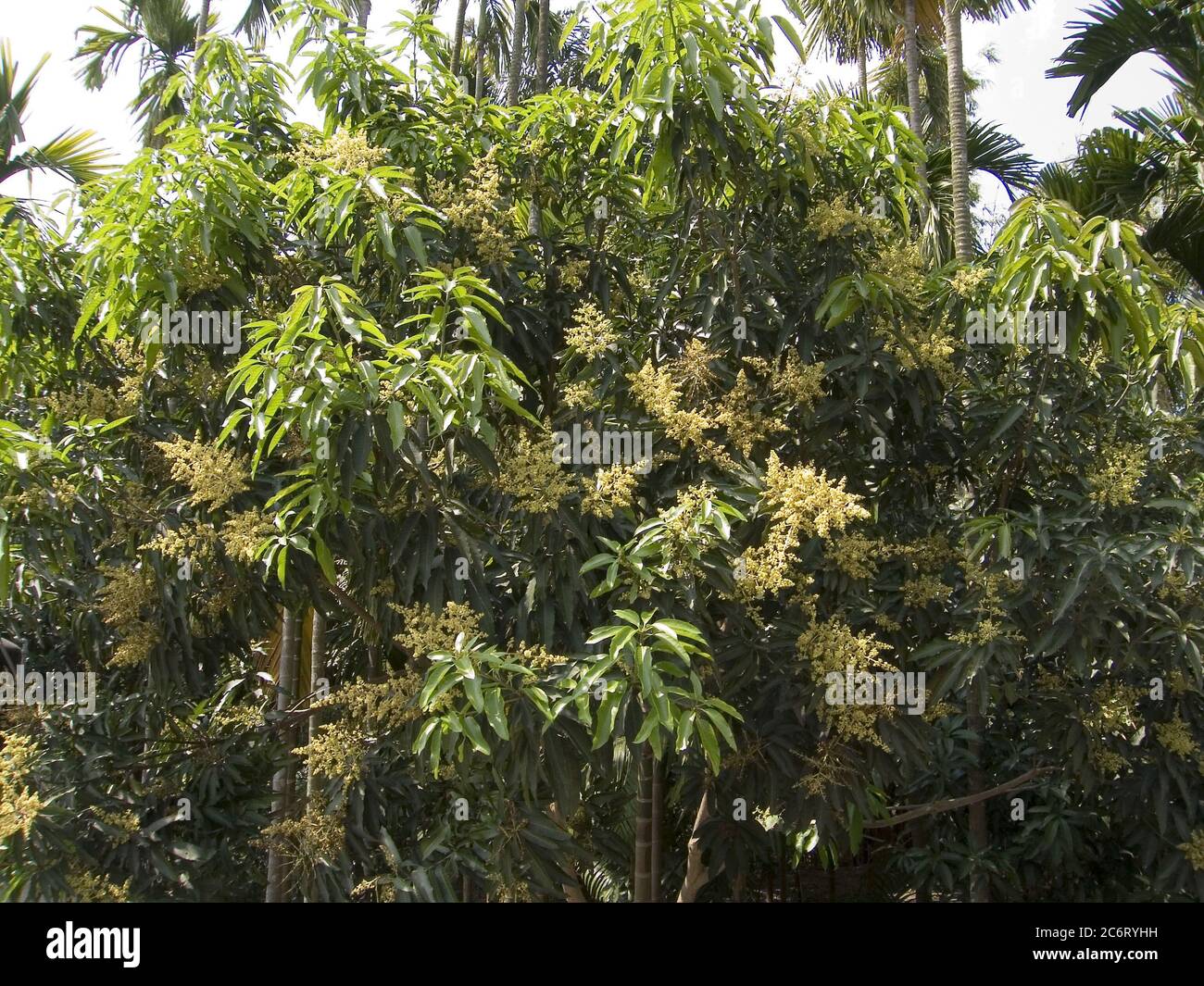 I fiori/sangue Mango sono prodotti in pentole terminali lunghe 10-40 cm; ogni fiore è piccolo e bianco con cinque petali lunghi 5-10 mm, con un dolce odore mite che indica il giglio della valle. Dopo la fine dei fiori, la frutta dura da tre a sei mesi per maturare. Le origini esatte del mango sono ignote ma la maggior parte crede che sia nativo del Sud e del Sud-Est asiatico, tra cui India, Birmania, Sri Lanka, Pakistan e Bangladesh, a causa della vasta gamma di diversità genetica nella regione e dei record fossili che risalgono al 25 - 30 milioni di anni fa Foto Stock