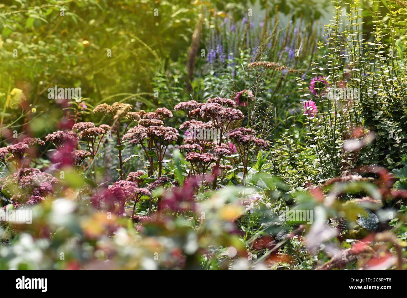 Bellissimo giardino d'autunno e piante perenni in fiore. Casa giardino sul cortile della casa. Panoramico autunnale fiorito in piena fioritura autunnale Foto Stock