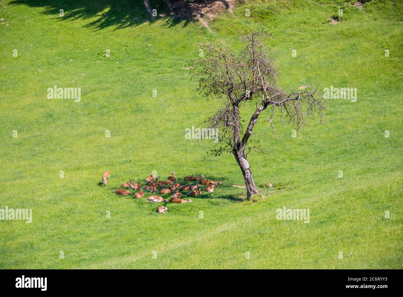 Jelenov greben, cervi che riposano sul prato, allevamento di cervi a Olimje, Slovenia Foto Stock