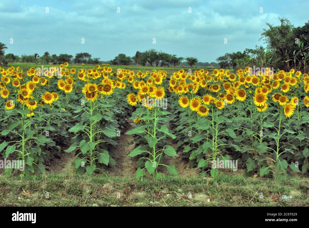 campo di fiori di sole nella campagna occidentale bengala india Foto Stock