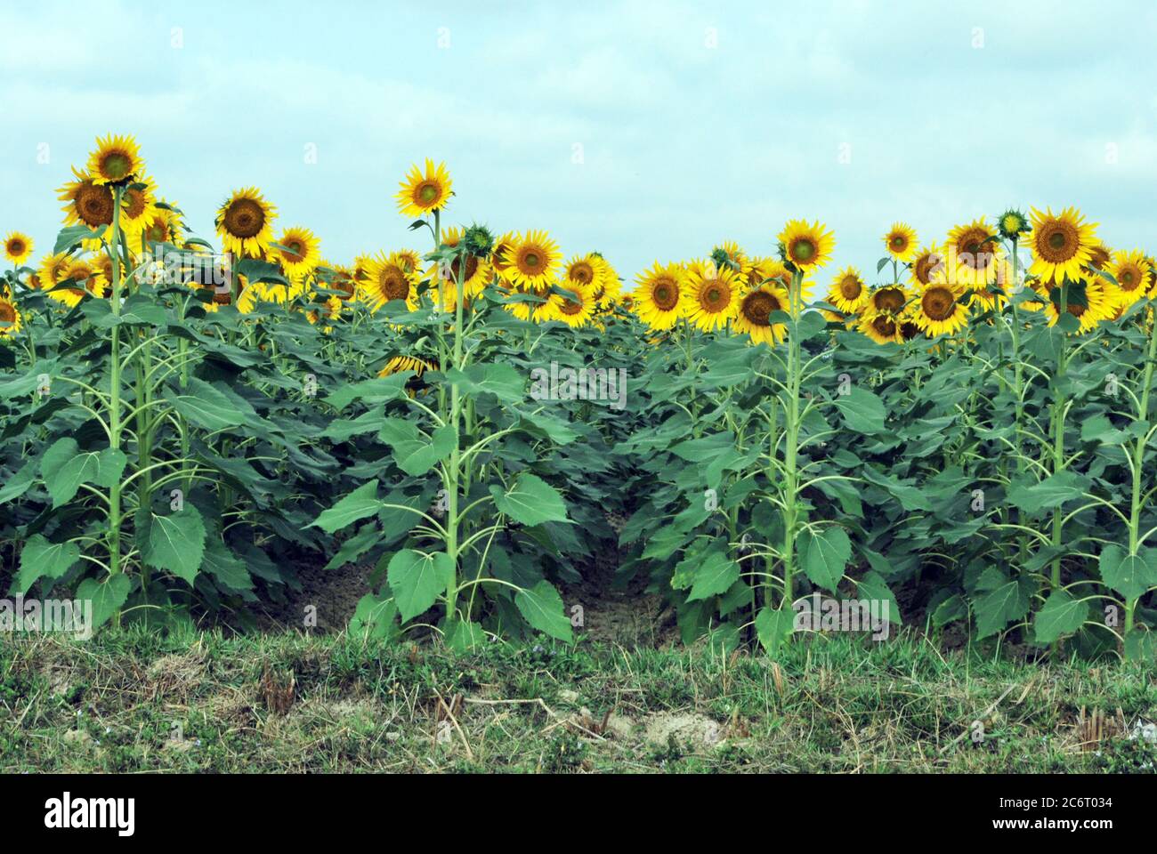 Sun di campo dei fiori Foto Stock