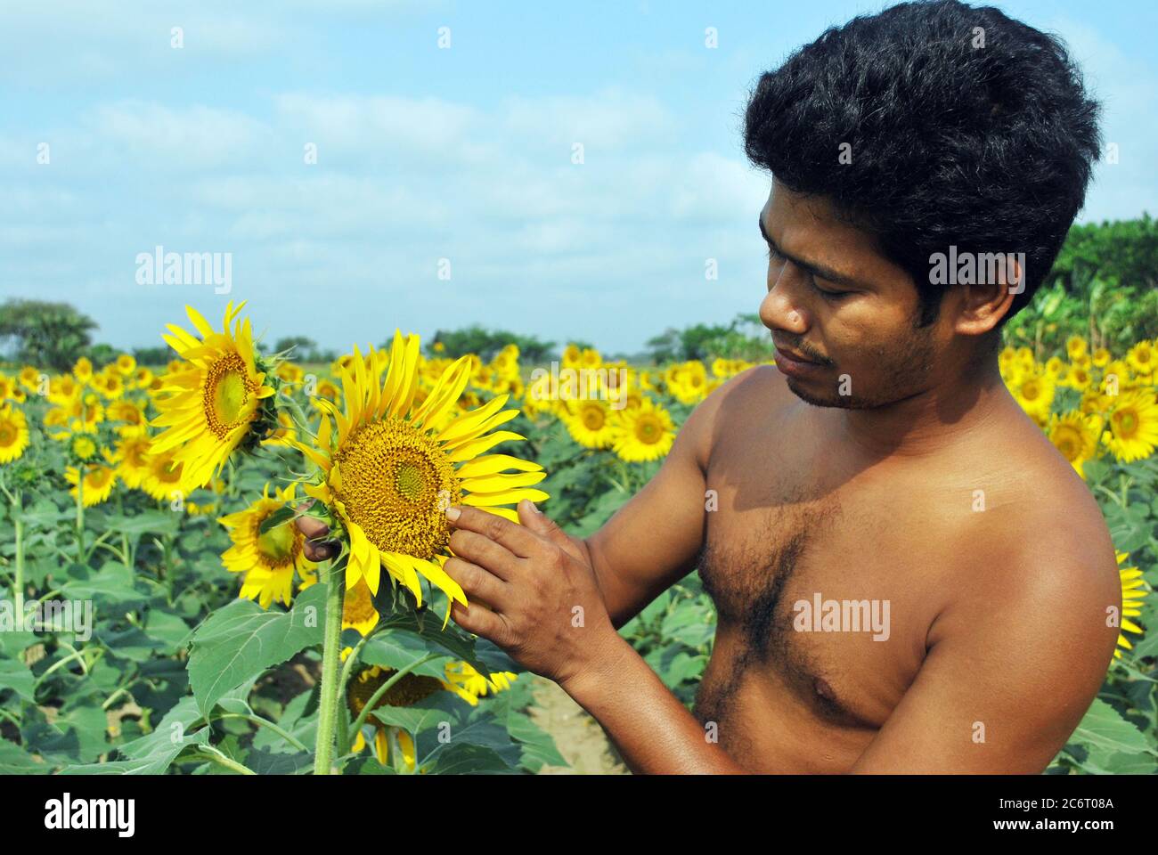 coltivatore di fiori di sole nel bengala occidentale rurale Foto Stock