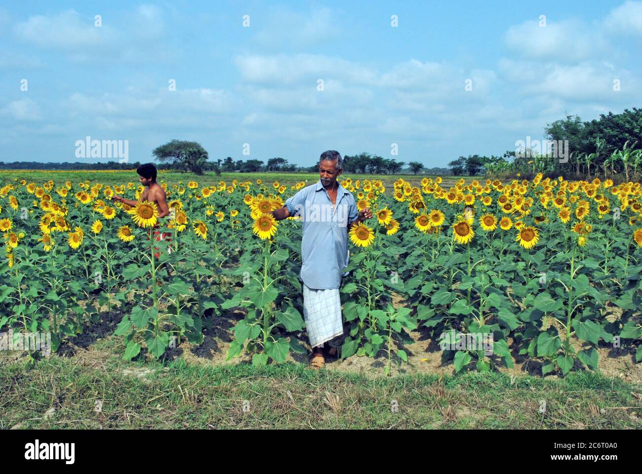 coltivatore a campo di girasole Foto Stock
