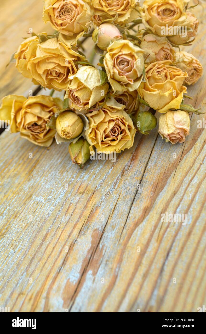Rose secche su vecchio sfondo di legno. Mazzo di fiori di rosa secchi. Concetto di transizione del tempo Foto Stock