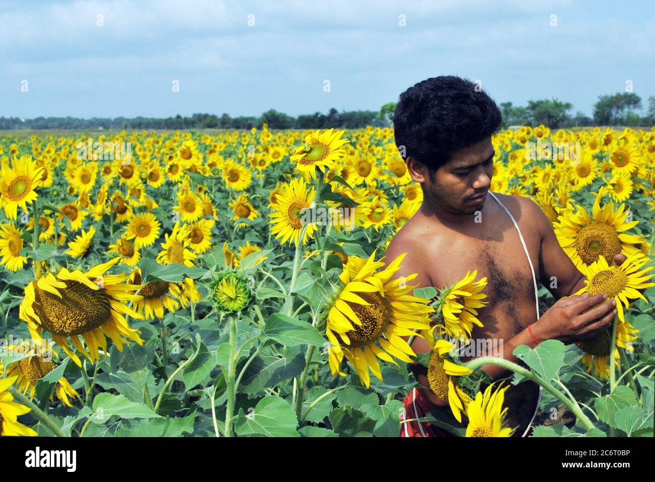 sud 24 pargana ovest bengala india il 8 aprile 2012: un coltivatore di girasole che lavora nel suo campo di girasole a sud 24 pargana ovest bengala india. Foto Stock