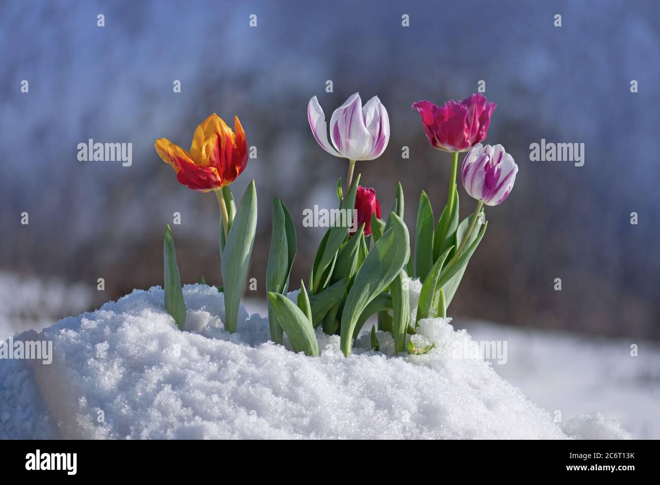 Tulipani misti con neve che si scioglie. Fiori nella neve Foto stock - Alamy