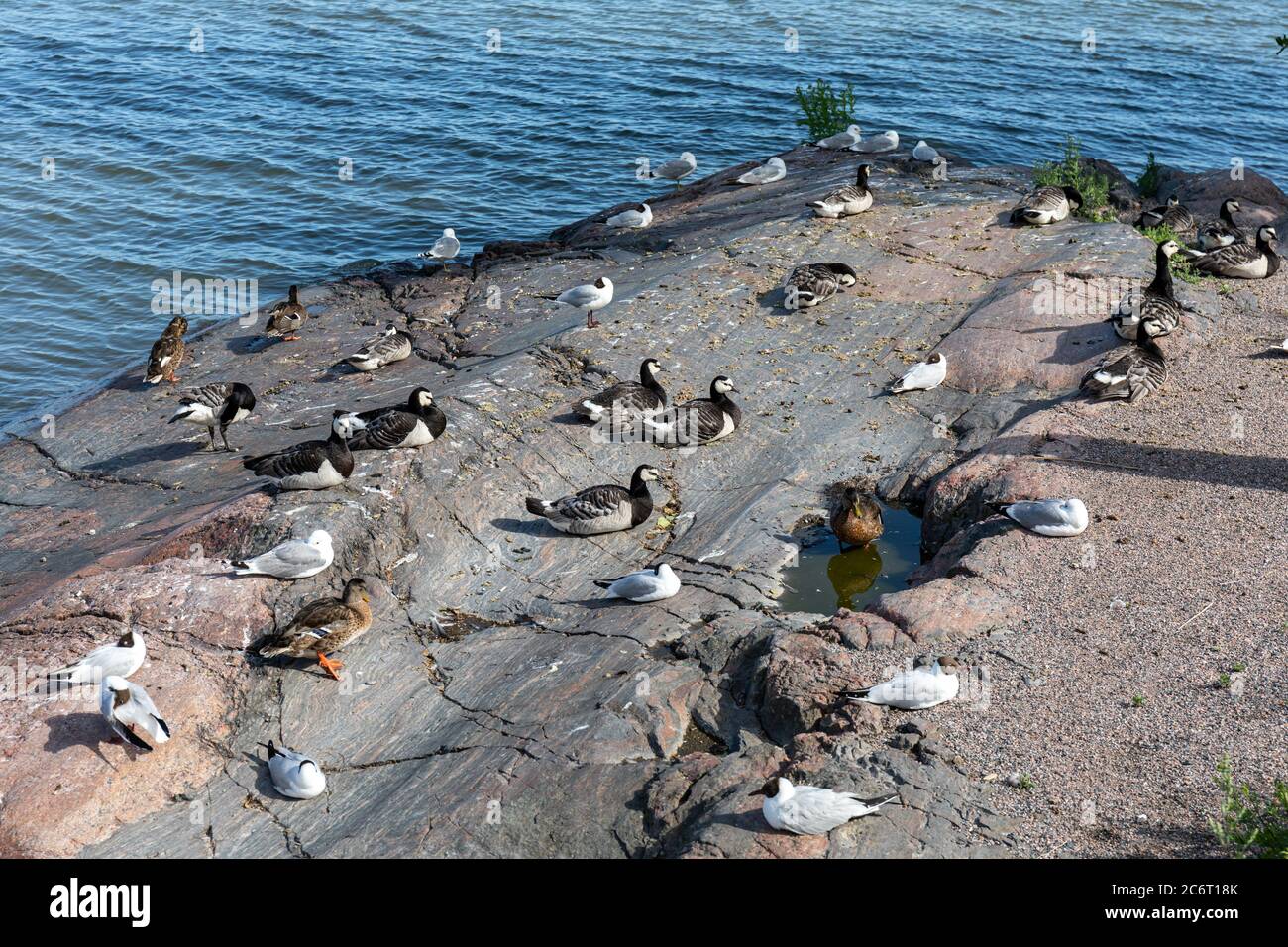 Diversi uccelli marini - gabbiani comuni, gabbiani a testa nera, oche di barnacolo e mallardi - che si insidano su un piccolo isolotto di Helsinki, Finlandia Foto Stock