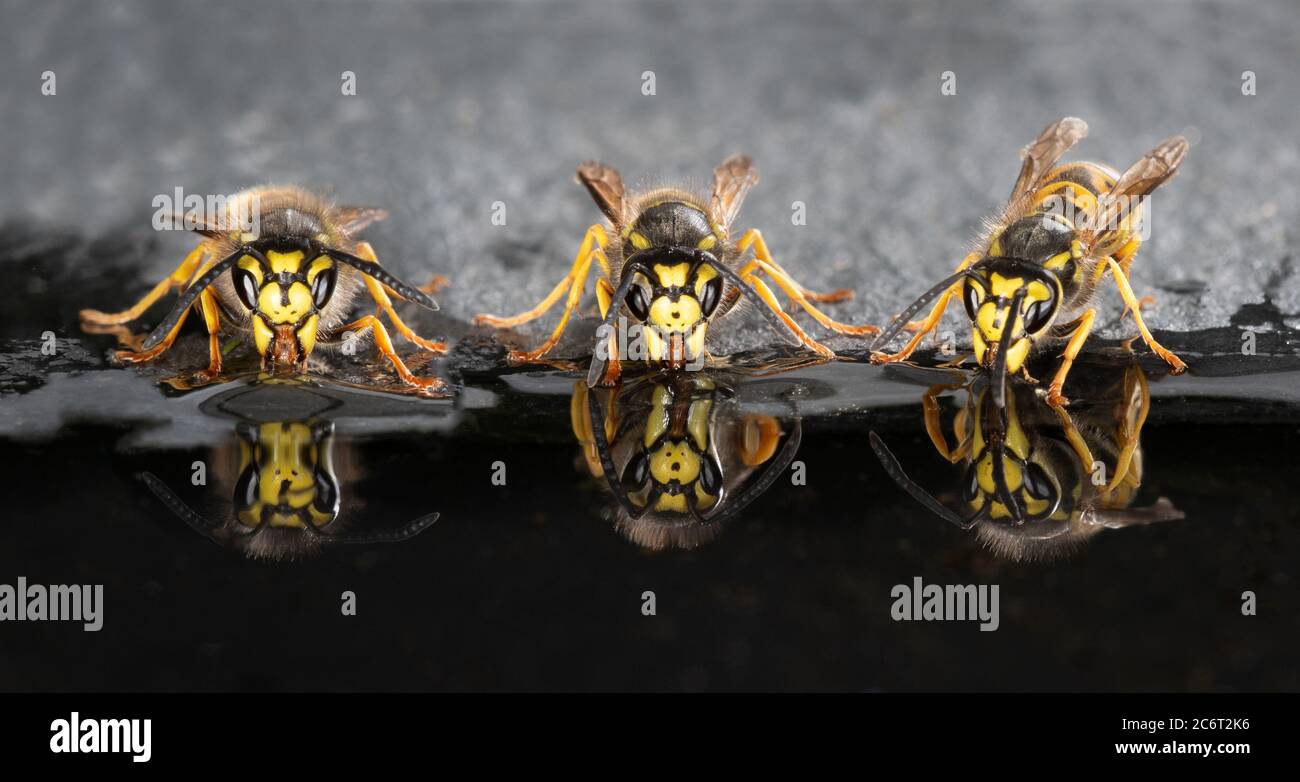 primo piano basso livello di tre vespe al bordo delle acque bere completo di riflessi in acqua Foto Stock