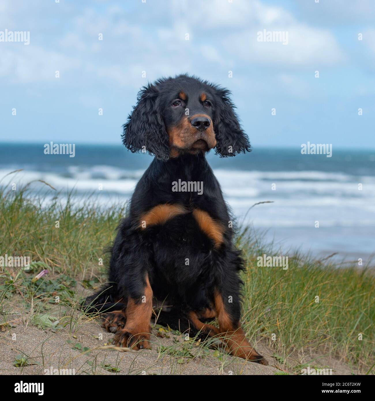 Gordon setter Foto Stock