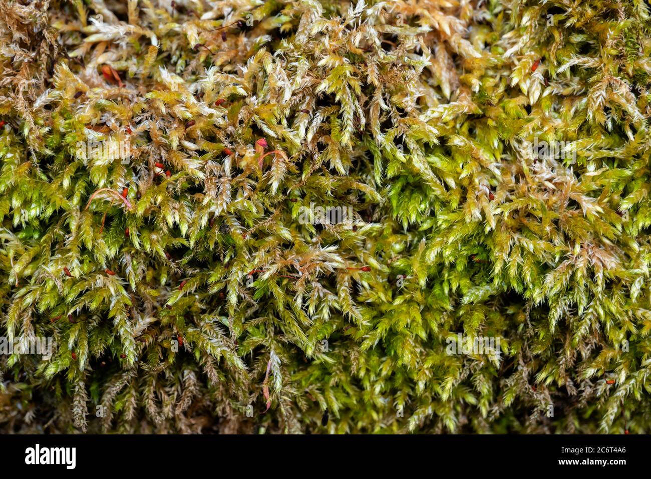 Muschio piante macro fitta vegetazione sfondo o struttura Foto Stock