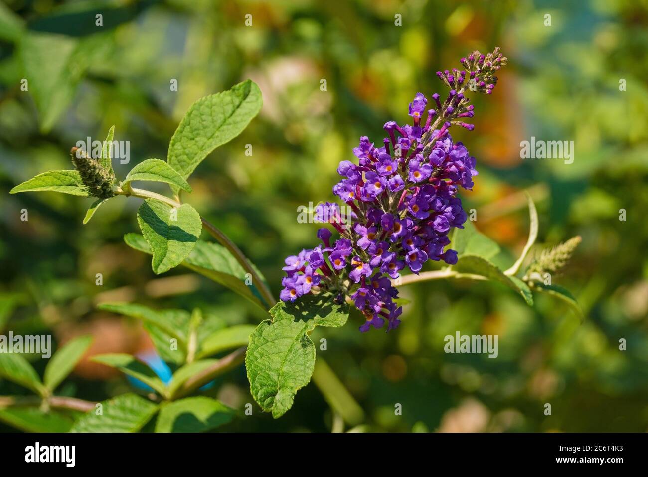 Vitex Agnus-Castus fiori, chiamati anche chasteberry, Vitex, Chastetree, Chaste Tree, il balsamo di Abramo o il Pepe di Monk, che cresce in Friuli, Italia Foto Stock