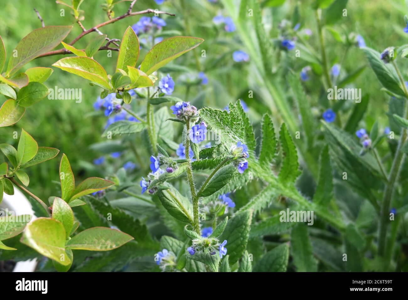 Borragine impianto nel giardino posteriore sobborgo di Londra Foto Stock