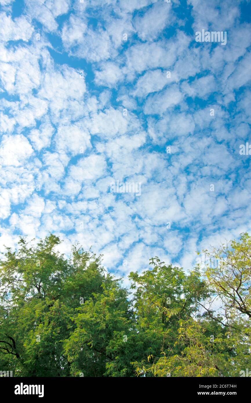 lussureggiante verde fogliame alberi di betulla e cielo blu nella foresta pluviale su cornice natura trama prospettiva di sfondo Foto Stock