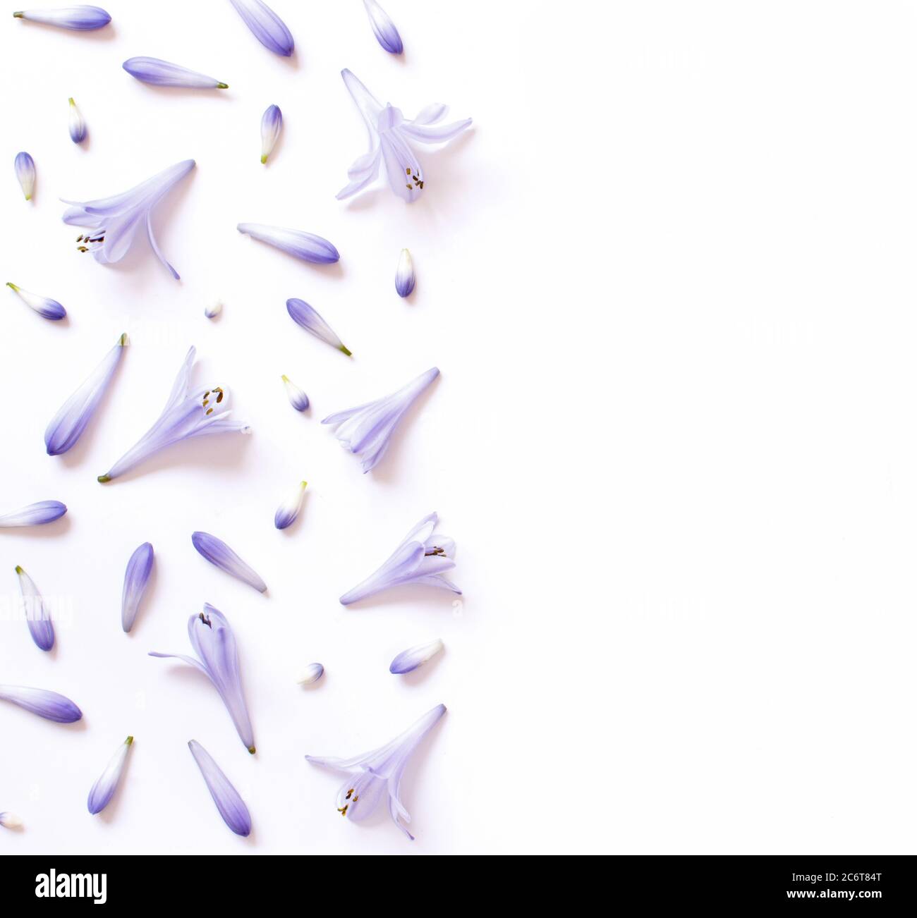 Fiori viola chiaro su uno sfondo bianco vista dall'alto Foto Stock Fiori viola chiaro su uno sfondo bianco vista dall'alto Foto Stock