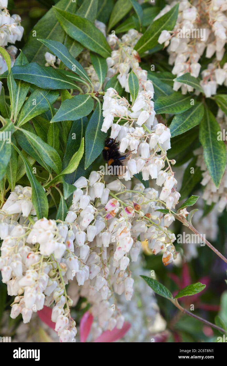 Fiori Pieris 'Forest Flame' con ape bumble. Foto Stock