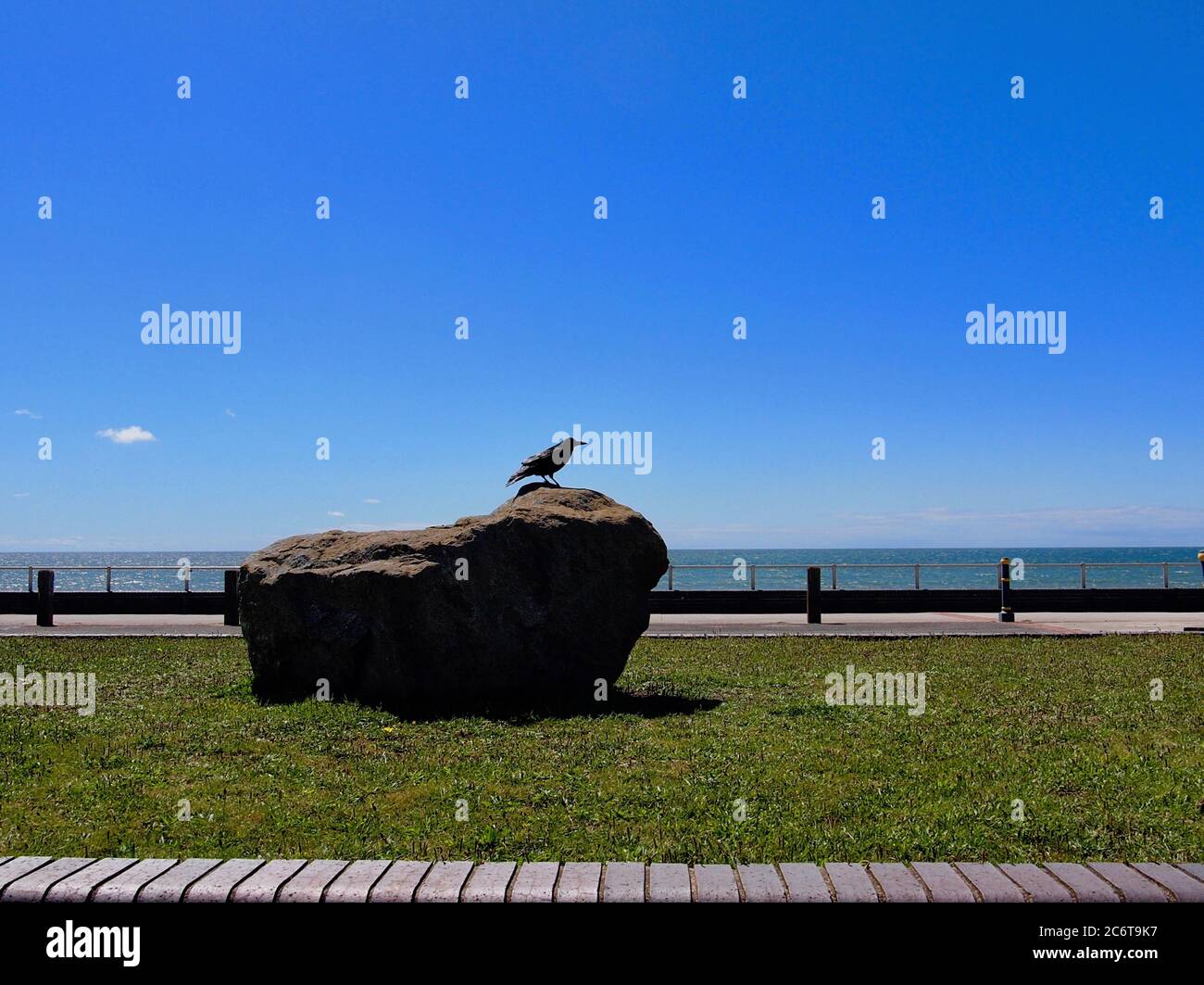 Corvo seduto su roccia, lungomare, Tywyn, Galles Foto Stock