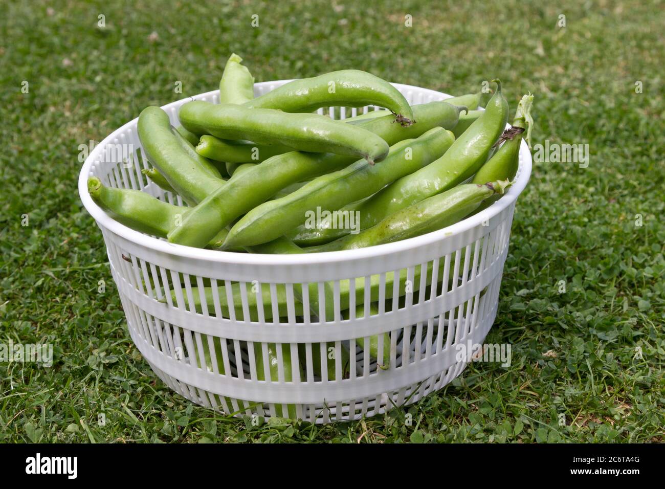 Fagioli freschi raccolti in un drainer Foto Stock