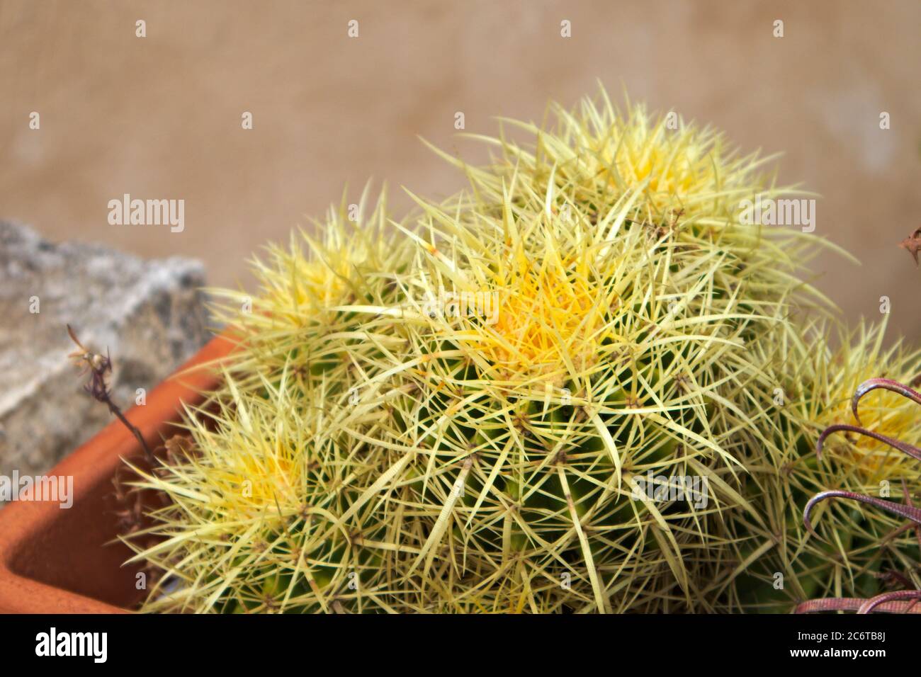 Primo piano di un cactus del tipo Echinocactus grusonii cv. CRAUSKOPF conosciuto anche come "curvispinus" Foto Stock