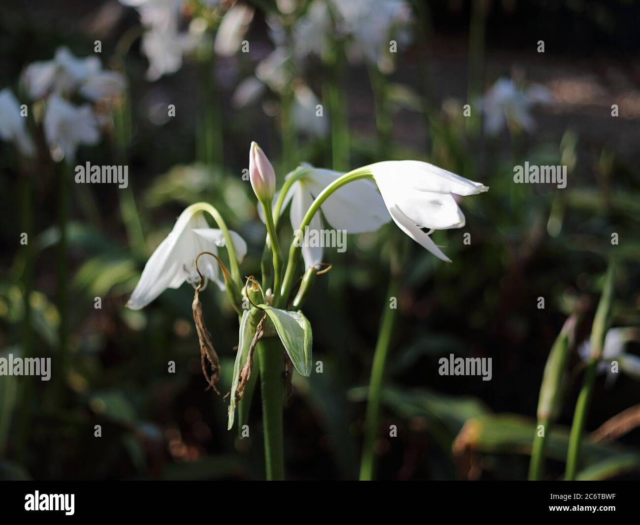 Giglio crinum. Parque de la Paloma, Benalmádena, Málaga, Spagna. Foto Stock