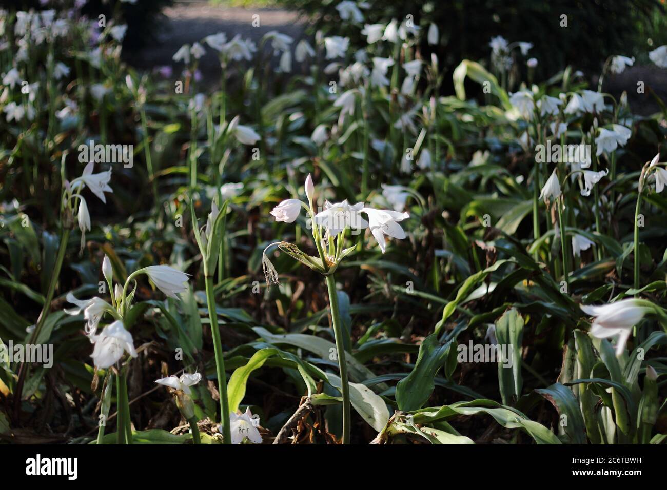 Giglio crinum. Parque de la Paloma, Benalmádena, Málaga, Spagna. Foto Stock