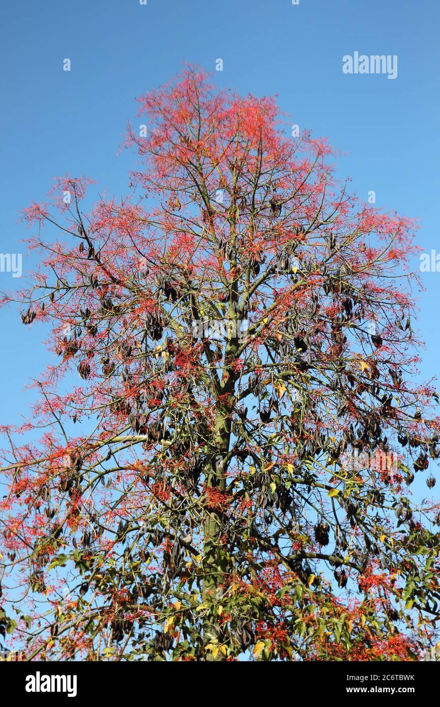 Brachiton acerifolius. Parque de la Paloma, Benalmádema, Málaga, Spagna. Foto Stock