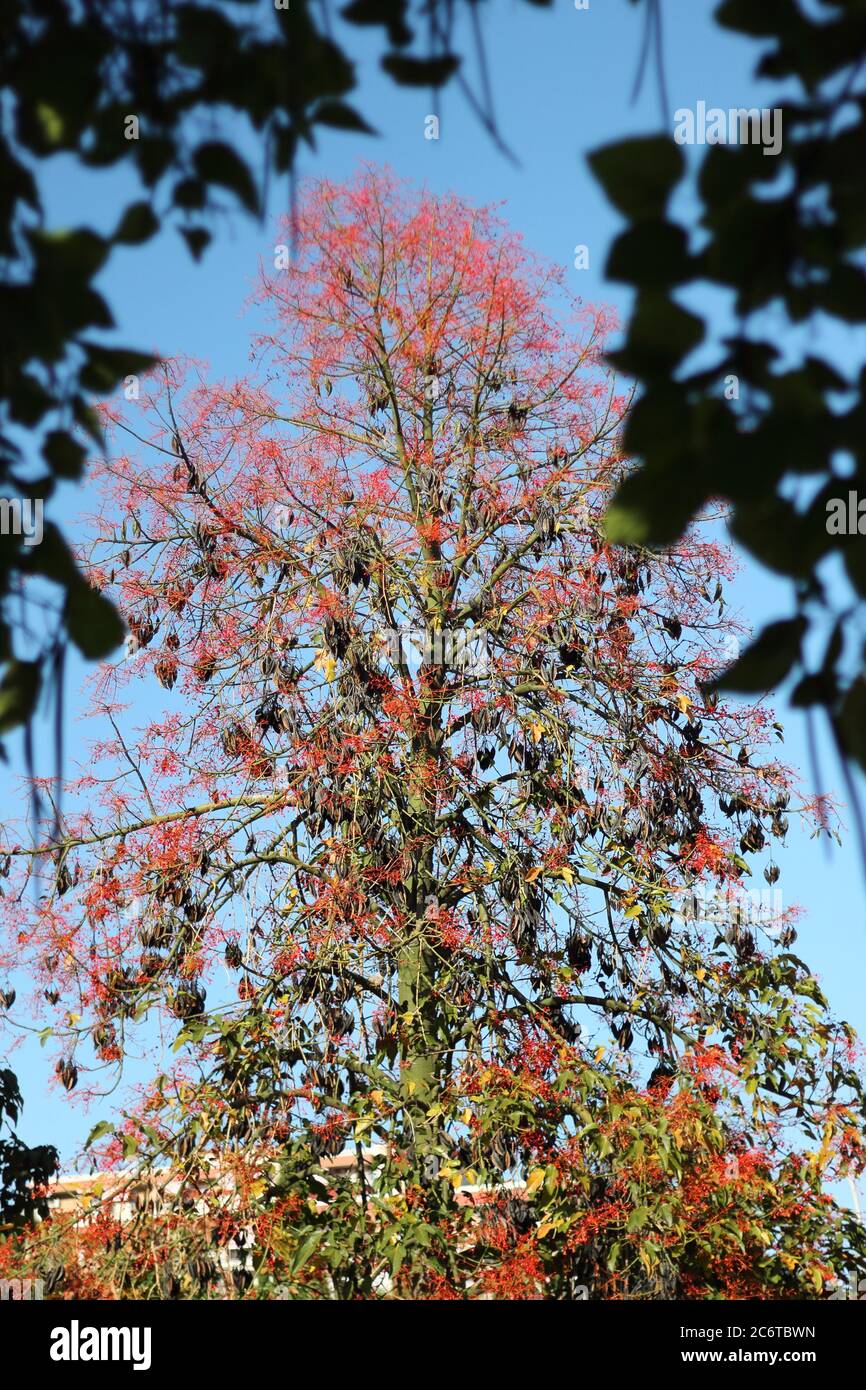 Brachiton acerifolius. Parque de la Paloma, Benalmádema, Málaga, Spagna. Foto Stock