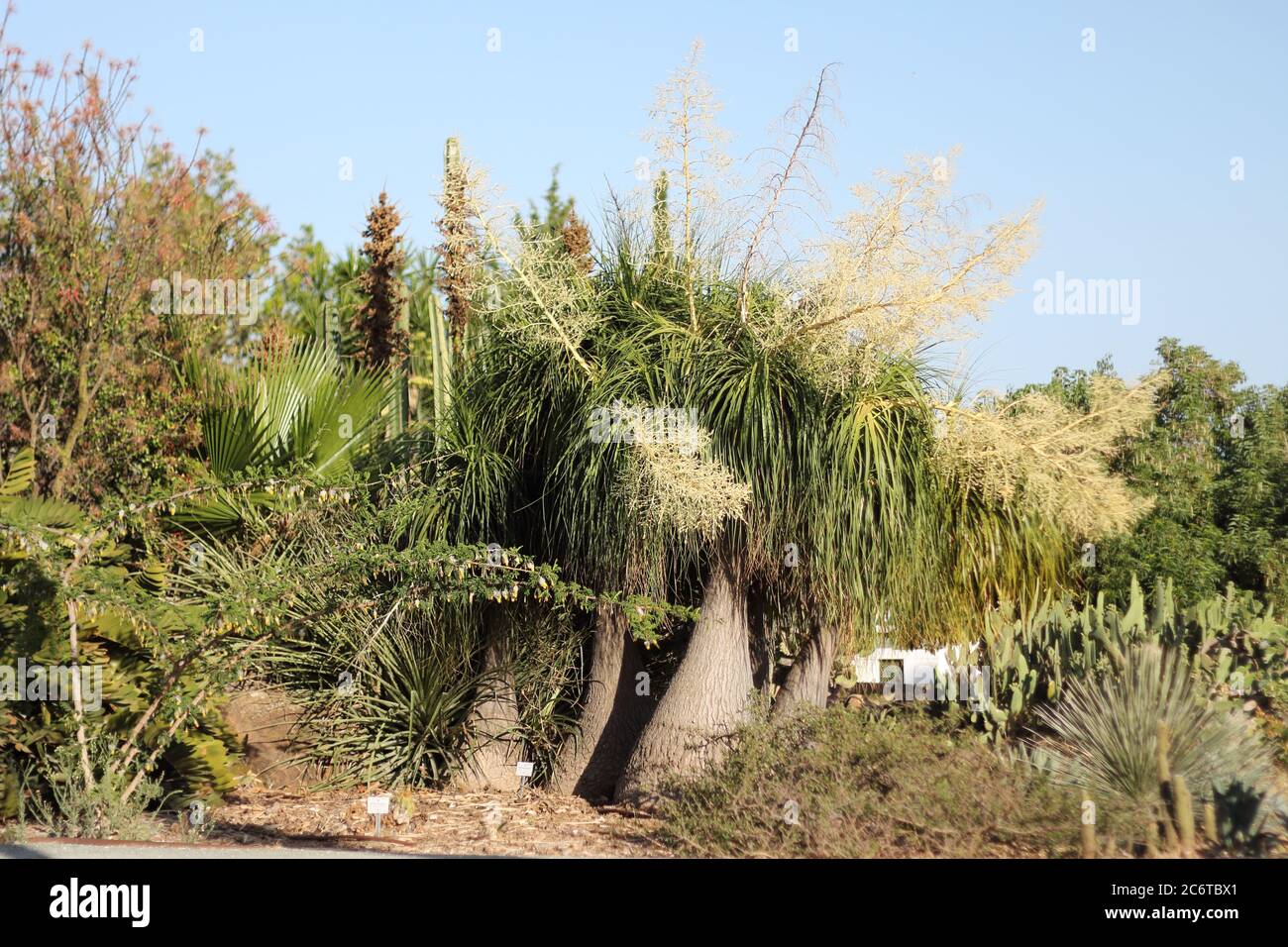 Beaucarnea recurvata - Elefante´s piede. Parque de la Paloma, Benalmádena, Málaga, Spagna. Foto Stock