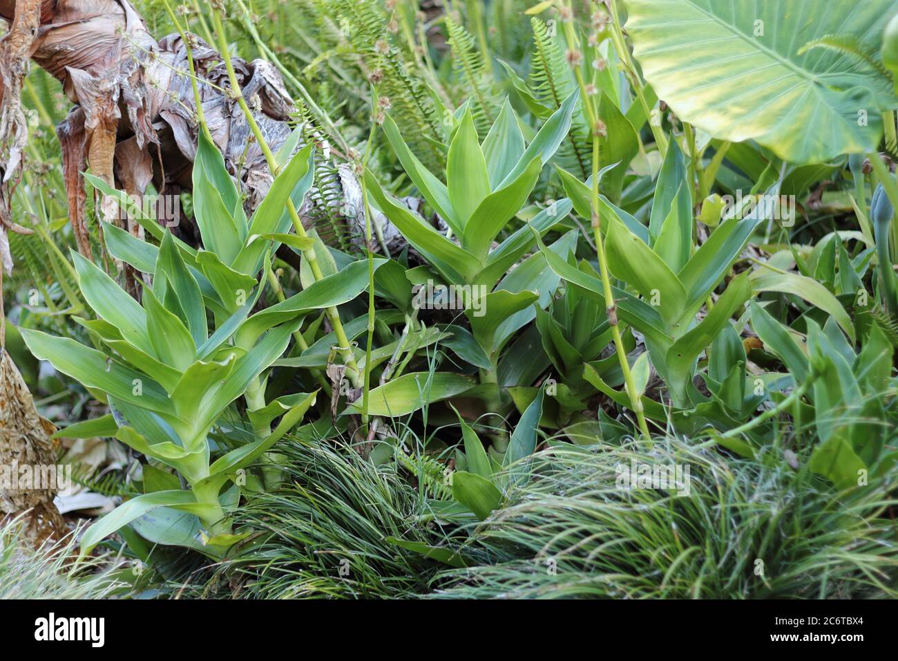 Callisia Fragrans. Parque de la Paloma, Benalmádena, Málaga, Spagna. Foto Stock