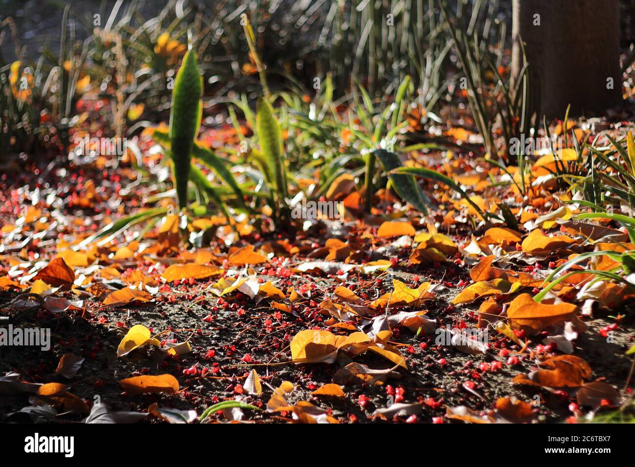 Foglie e fiori caduti a terra. Parque de la Paloma, Benalmádena, Málaga, Spagna. Foto Stock