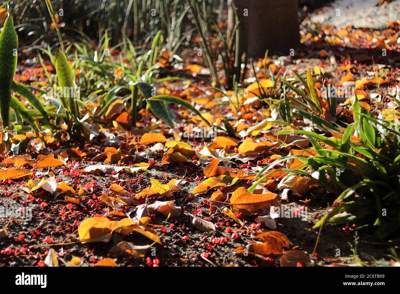 Foglie e fiori caduti a terra. Parque de la Paloma, Benalmádena, Málaga, Spagna. Foto Stock