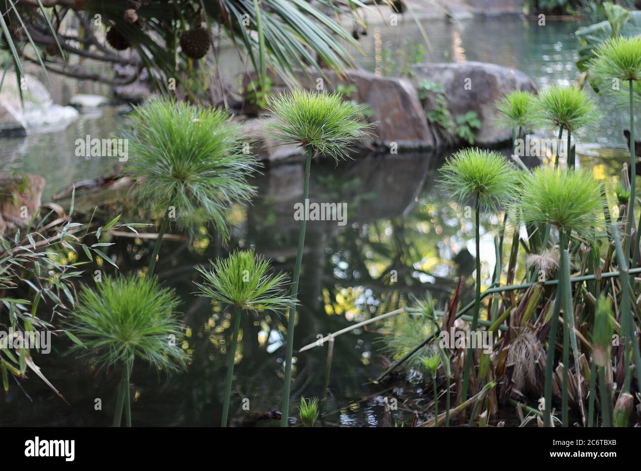 Papiro. Parque de la Paloma, Benalmádena, Málaga, Spagna. Foto Stock