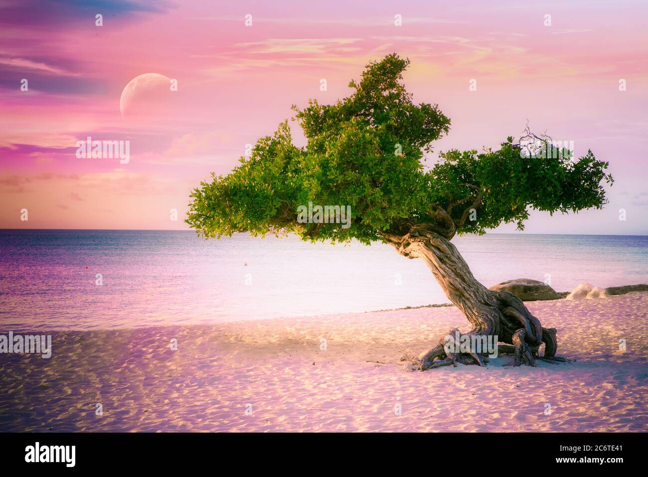 Bellissimo albero Divi Divi Divi soffiato a vento su Eagle Beach ad Aruba al tramonto. Foto Stock