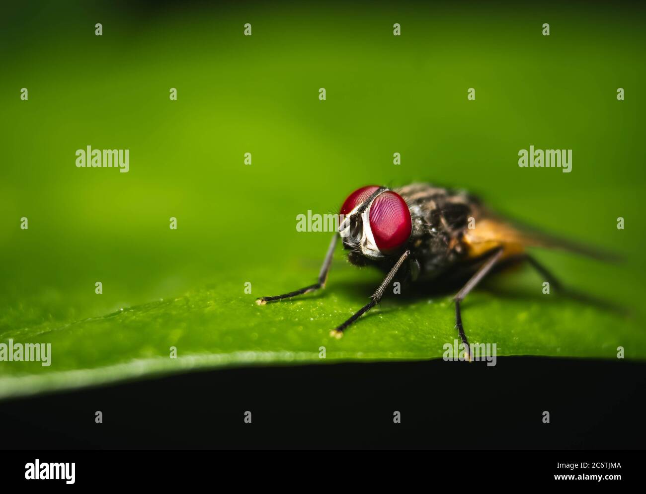 Housefly primo piano su Macro shot. La mosca è una mosca del subordine Cyclorrhapha, ed è diffusa in tutto il mondo come un commensal degli esseri umani. È la Th Foto Stock