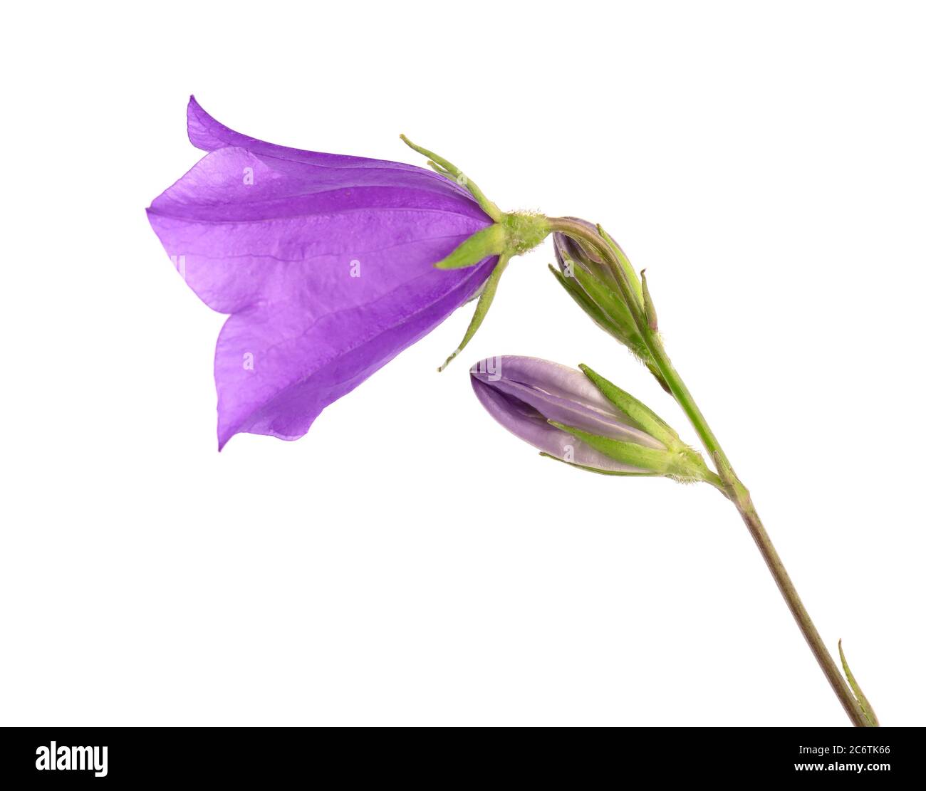 Viola campana fiore isolato su sfondo bianco. Bel bouquet fiorito. Foto Stock