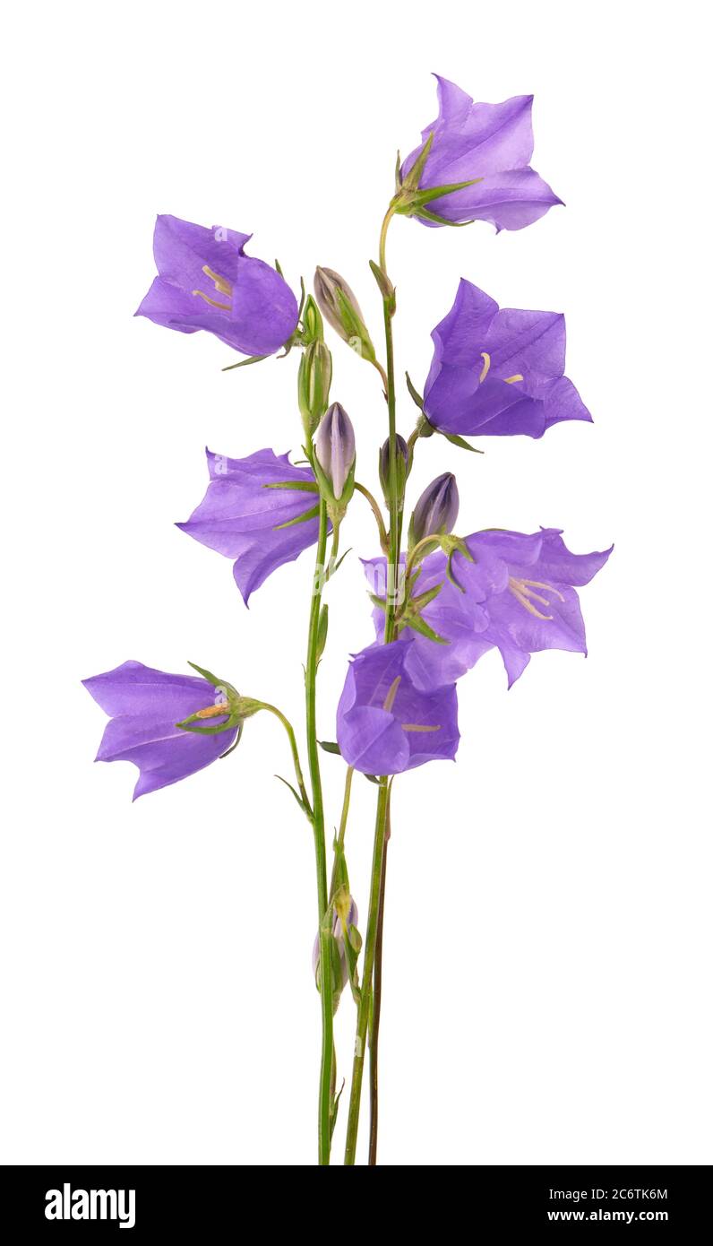Viola campana fiore isolato su sfondo bianco. Bel bouquet fiorito. Foto Stock