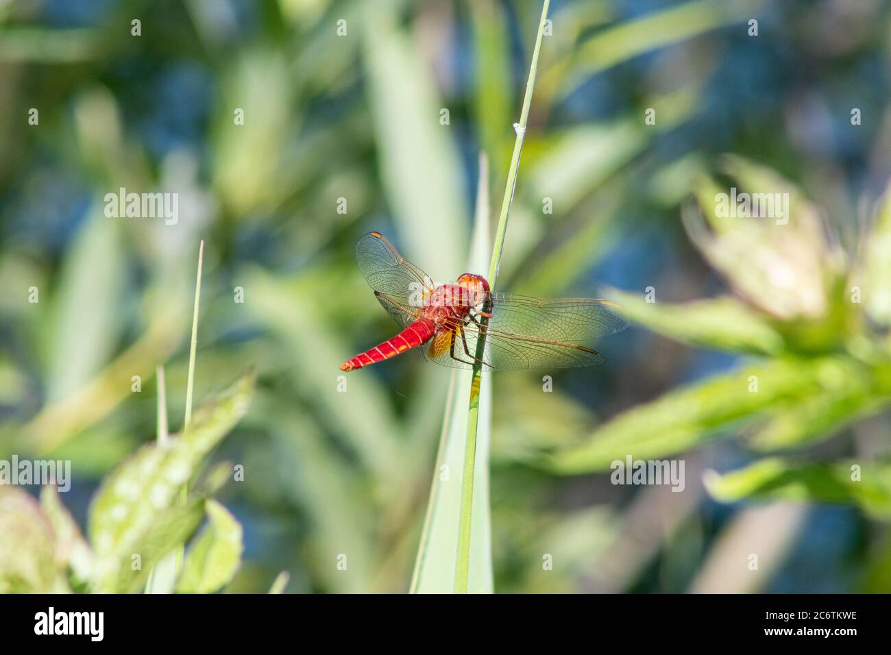 Cicogna rossa cicogna crocothemis erythraea ali Foto Stock
