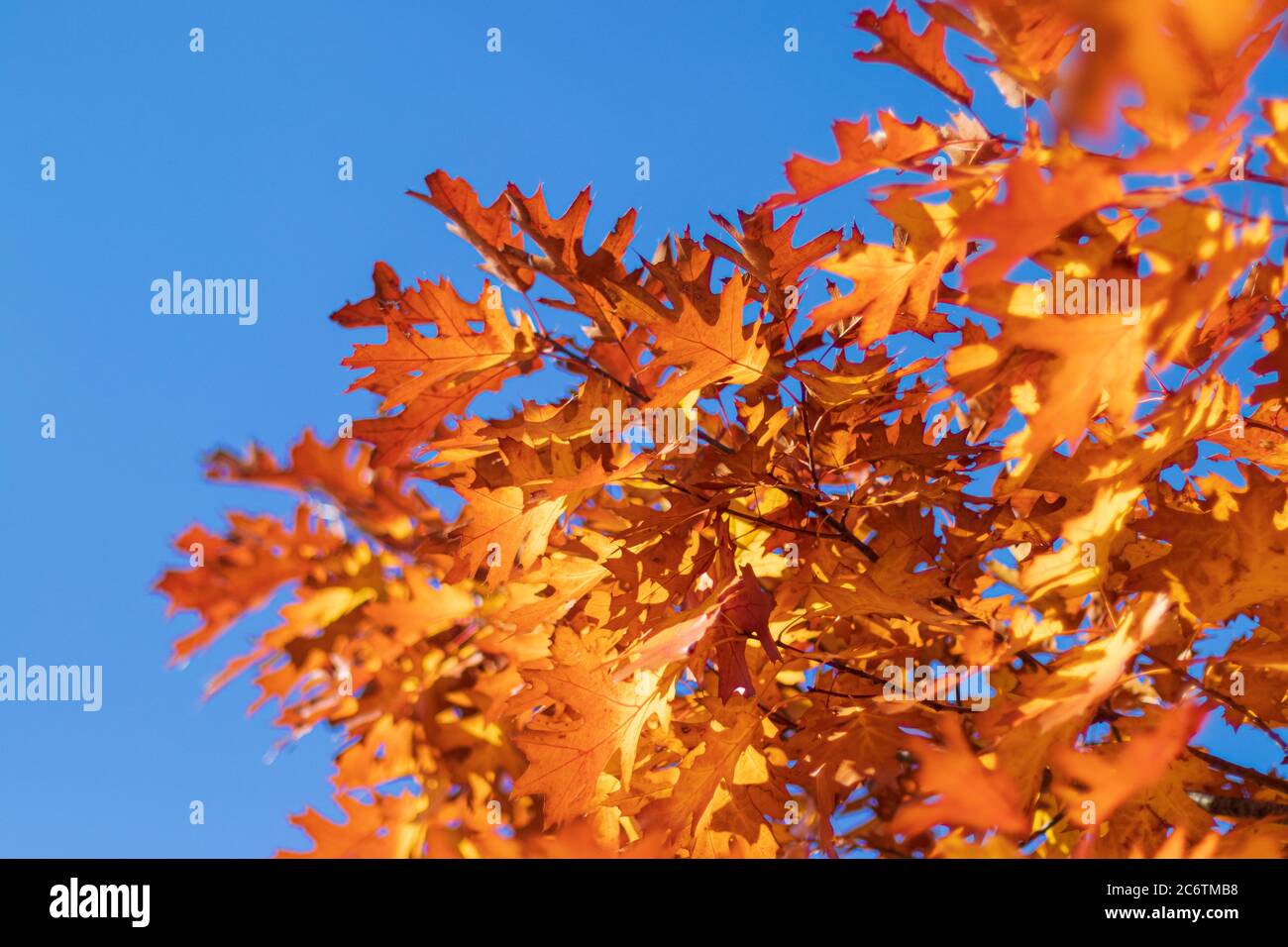 Rosso brillante arancio acero foglie autunno colore blu cielo Foto Stock