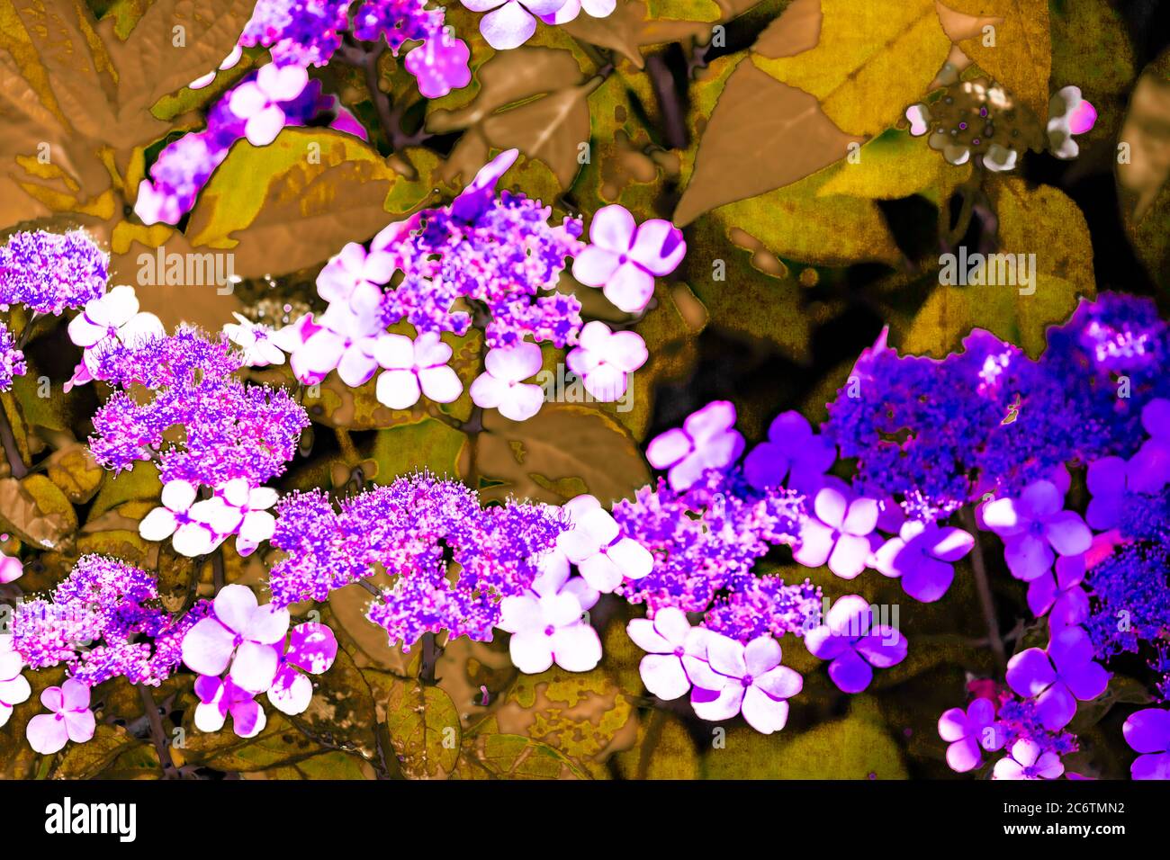 Dettagli vivaci e colorati dei fiori Foto Stock