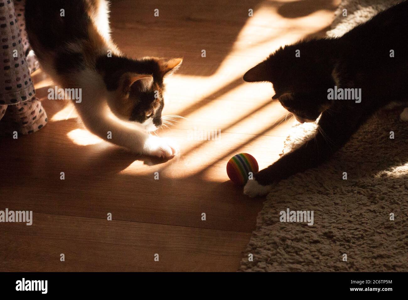 Due gattini gemelli calico/tortoiseshell, giocando con una palla in un luogo illuminato dal sole. Foto Stock