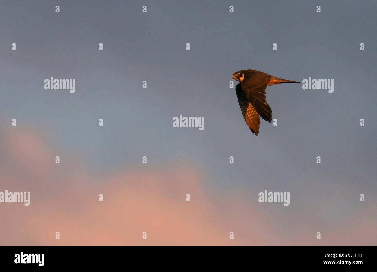 Un Hobby (Falco subbuteo) coglie insetti negli ultimi raggi di luce solare sul Warwickshire Foto Stock