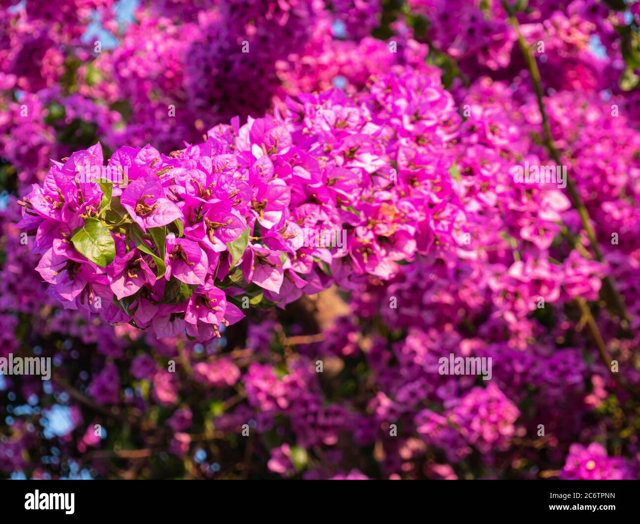 Primo piano di uno sfondo floreale realizzato con la pianta Bougainvillea. Utile come sfondo floreale. Vista orizzontale. Foto Stock