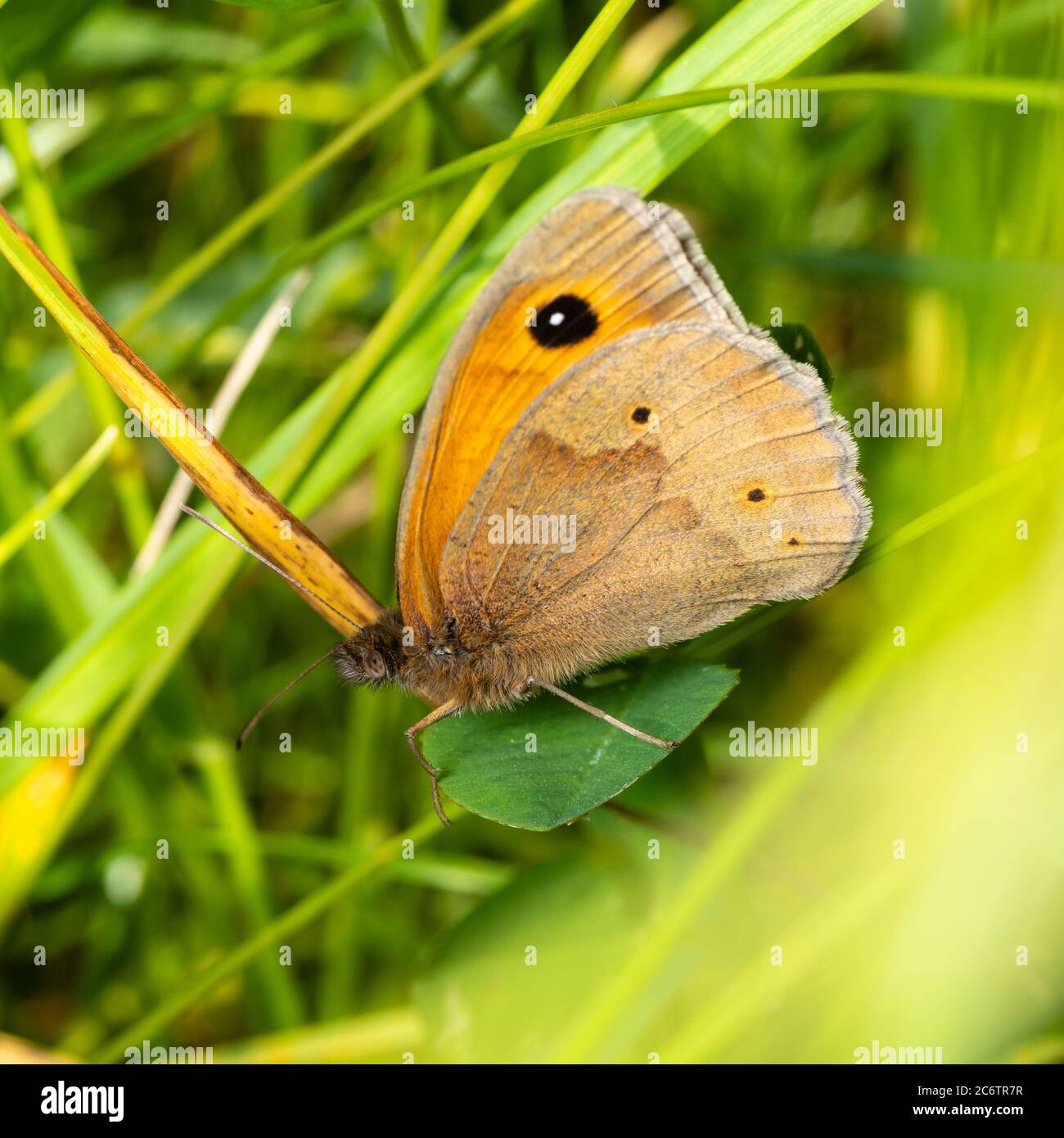 Posa di riposo della farfalla marrone prato inglese, Maniola jurtina, che mostra gli eyespot sotto gli occhi Foto Stock