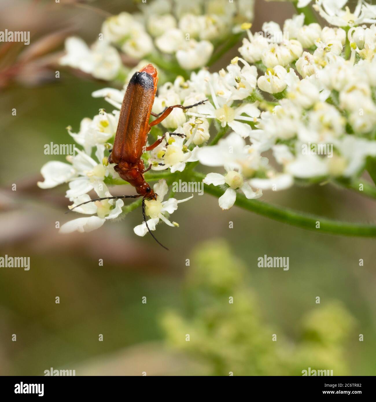 Adulto rosso soldato scarabeo, Rhagonycha fulva, nutrendo nella testa di fiore di alghe, Heracleum spondilium, in un Regno Unito hedgerow Foto Stock