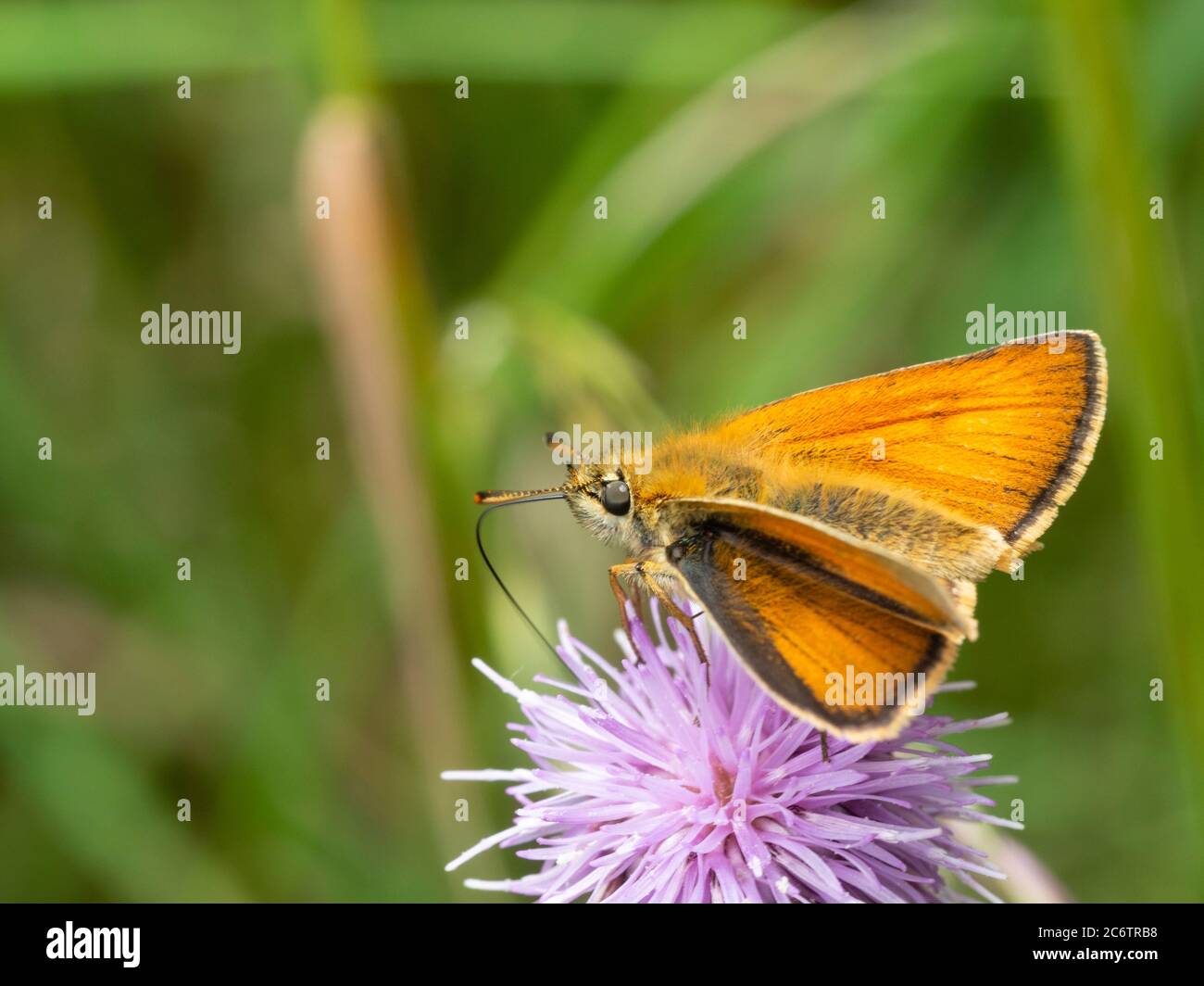 Femmina adulto piccolo skipper farfalla di alimentazione su cardo strisciante, Cirsium arvense, in Gran Bretagna prateria Foto Stock