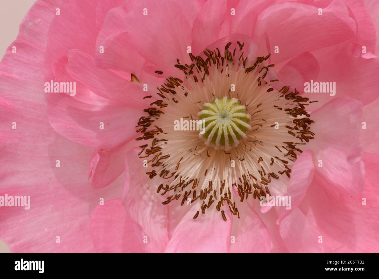 Primo piano di un fiore di papavero rosa. Foto Stock