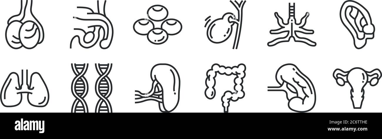set di 12 icone di contorno sottili come ovaio, colon, dna, bronco, cellule del sangue, testicolo per il web, mobile Illustrazione Vettoriale