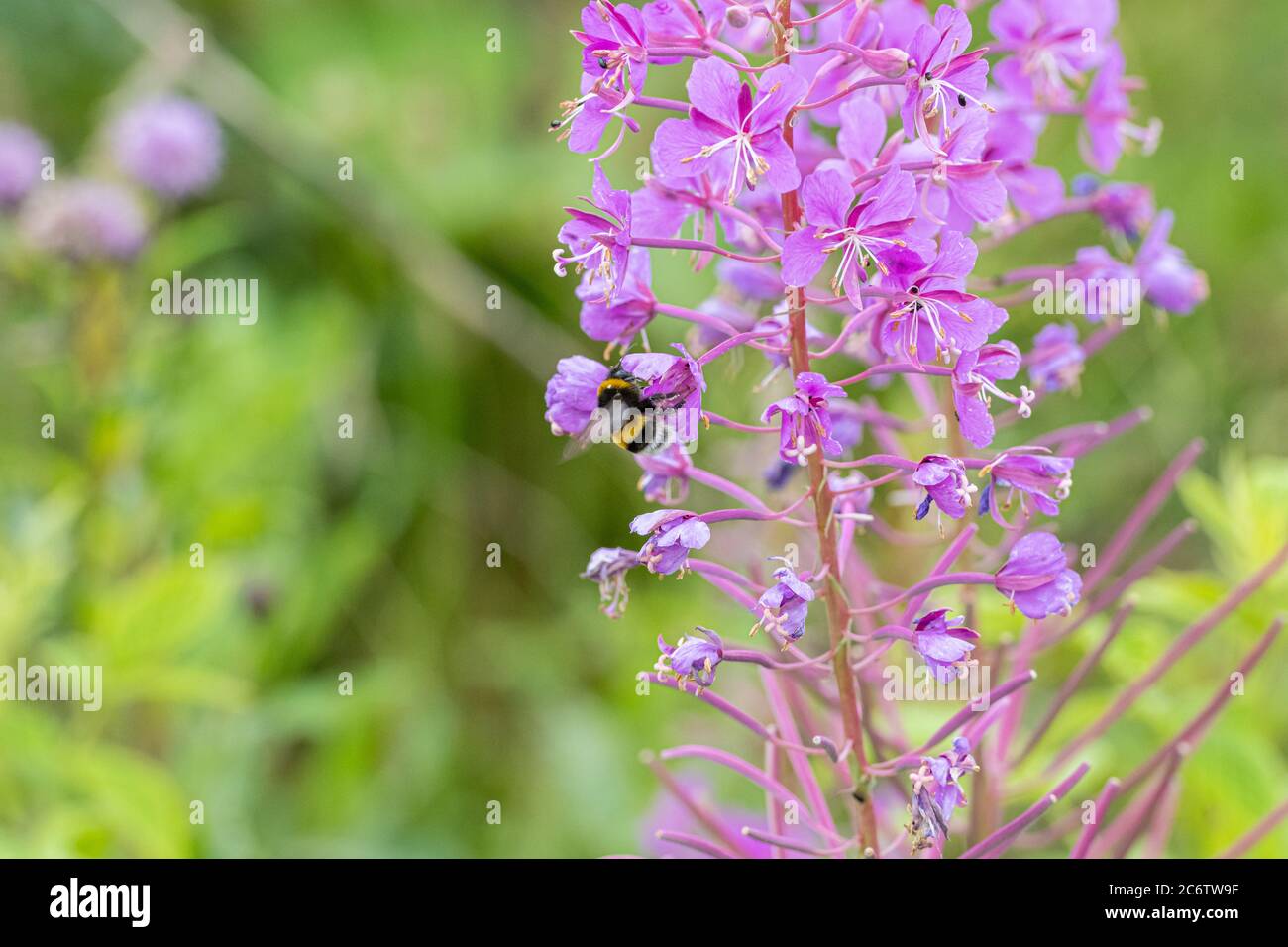 Primo piano di un bel fiore selvatico viola con un bumblebee. Foto di Scania, Svezia meridionale Foto Stock