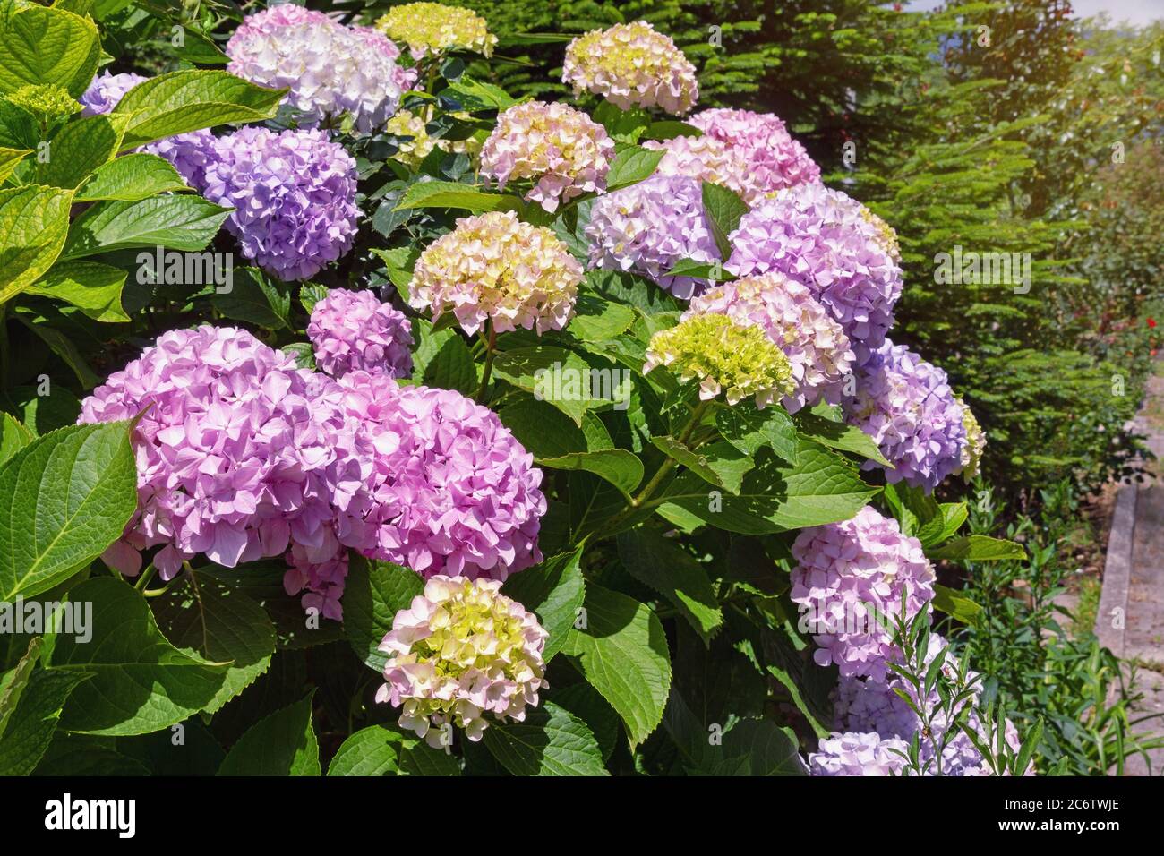 Bellissimi fiori colorati di idrangea ( Hydrangea macrophylla ) in giardino Foto Stock